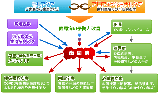 歯周病と全身疾患の関係