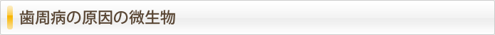 歯周病の原因の微生物