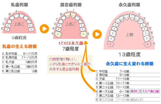 子どもの歯の生える時期と生え変わる時期